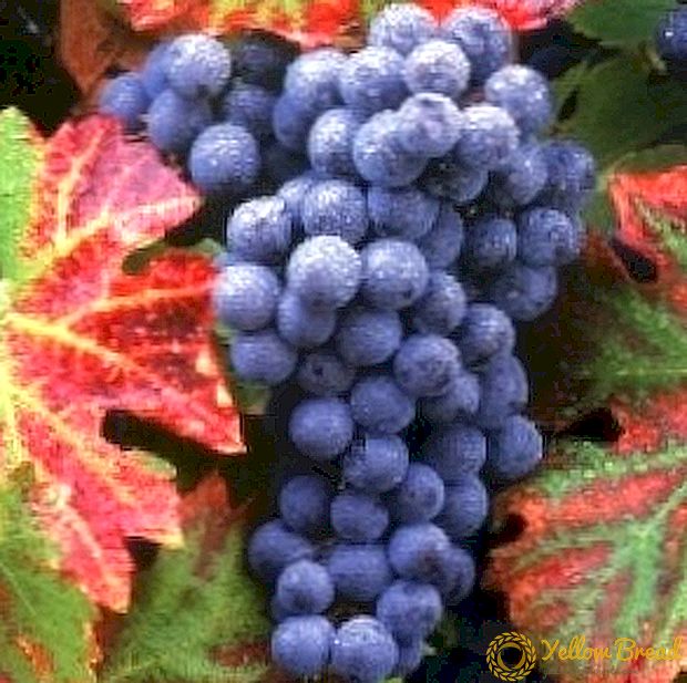 Belajar menanam anggur di musim gugur: saran praktis