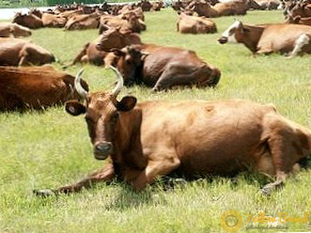 Главните болести на кравите: симптоми, третман, превенција