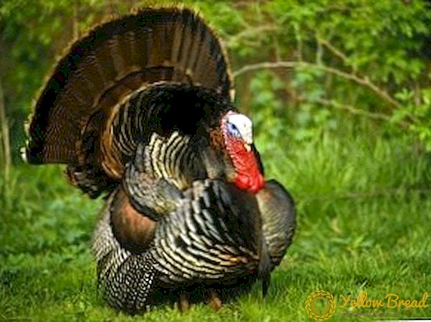 Apa turkeys sing lara lan cara nambani wong: tips praktis kanggo peternak unggas