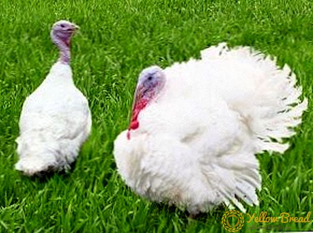 Hvid Bred Breasted Turkey