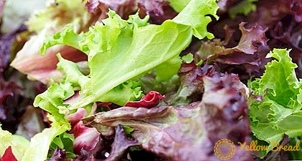 Bir kilogram salata, 5 kilogramdan fazla elit domuza mal oluyor.