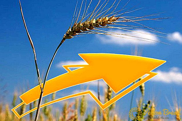 Menjelang 2025, Ukraine akan meliputi 7.7% eksport gandum dunia