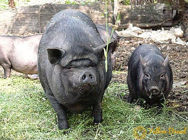 Di wilayah Carpathian melihat agen penyebab demam babi Afrika