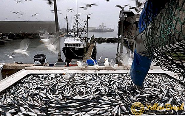 Oekraïne het skerp gedaal visvang