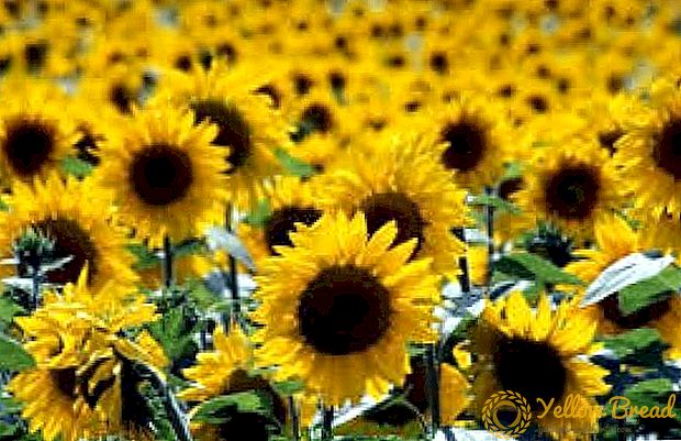 Pada tahun 2016, Ukraina meningkatkan produksi bunga matahari
