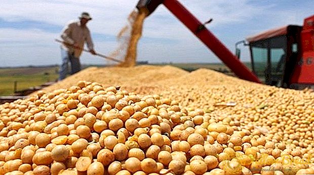 Minagropolitiki menyumbang kepada pengembangan selanjutnya penanaman kacang soya