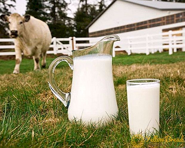 Հունվարին Ուկրաինայի կաթի գնման գինը աճել է 50% -ով