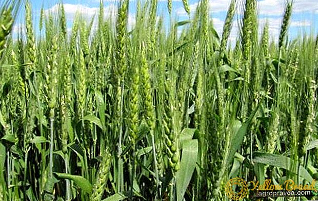 USA forhandlinger om import av ukrainsk økologisk hvete