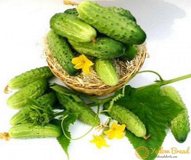 Kabeh babagan panggolekan cucumbers sawise tanduran ing lemah, saka fertilize tetanduran