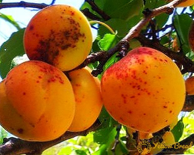 Användbara och helande egenskaper hos aprikos