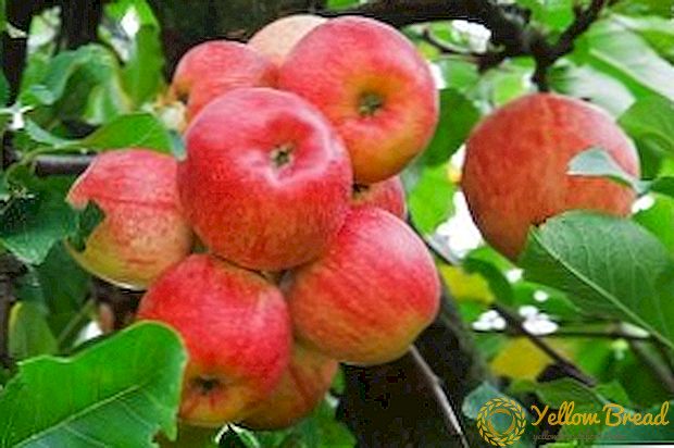 زراعة أشجار التفاح في خطوط العرض الأوربية: أي مجموعة متنوعة للاختيار