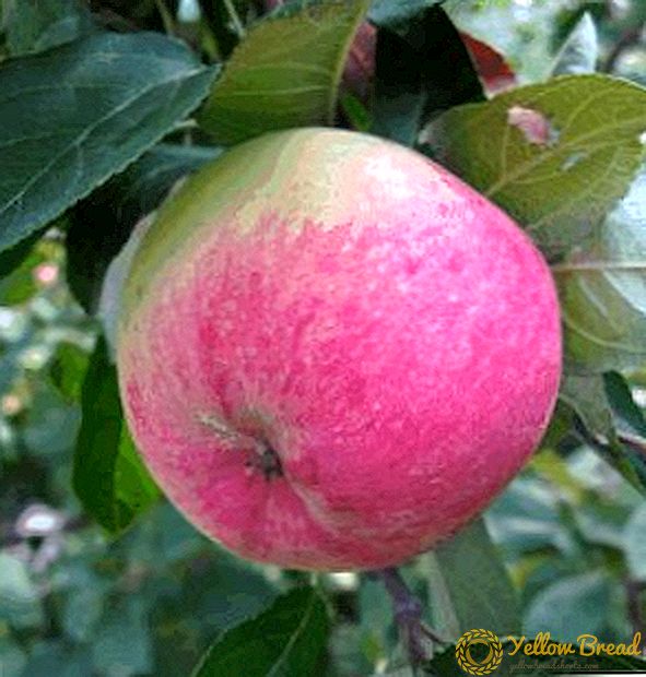 Groeiende appelboom 