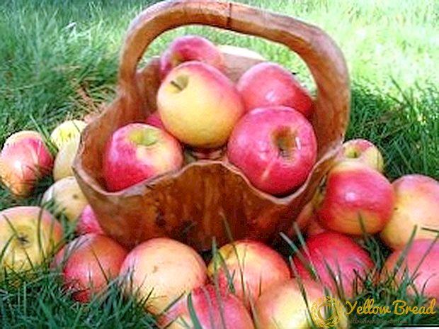Apfelsorten: Sommer, Herbst, Winter