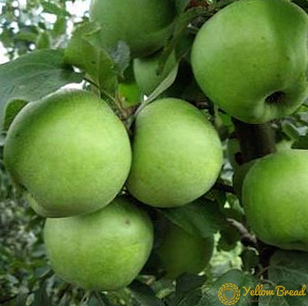 Добрите и лошите страни на Semerenko јаболка, садење и нега