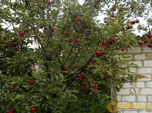Kami menanam pokok apel Orlik di taman kami