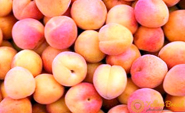 Ang pinakamahusay na varieties ng mga aprikot