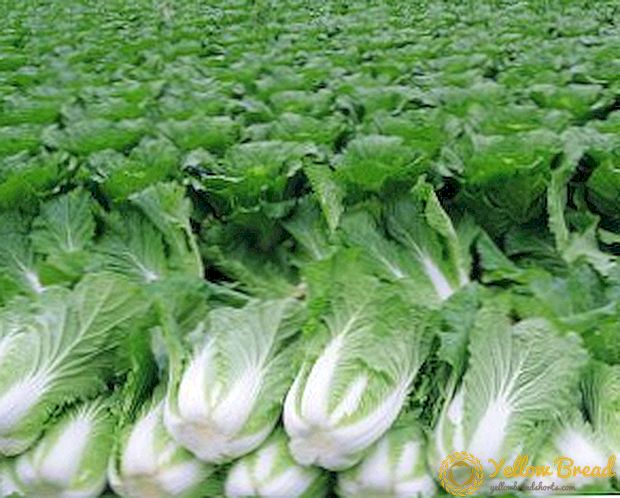 Τι είναι χρήσιμο και επιβλαβές λάχανο Peking