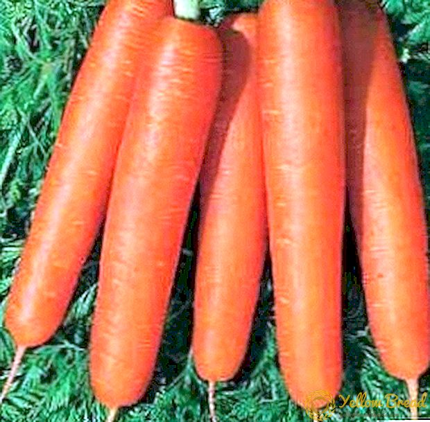 Porkkana 