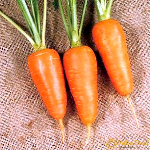 Porkkanat 