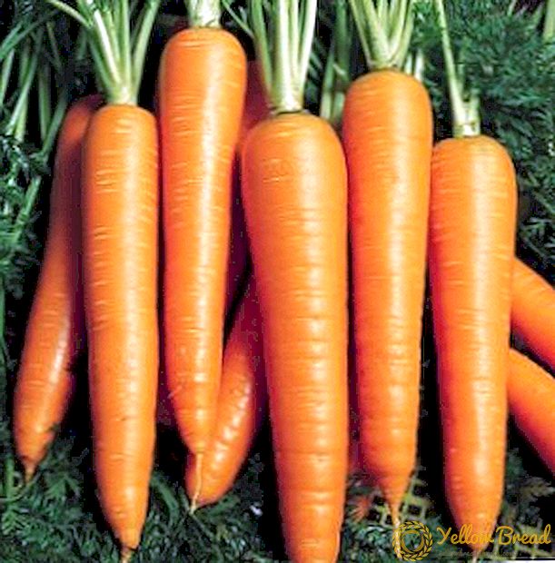 High-yielding carrot variety Vita Long