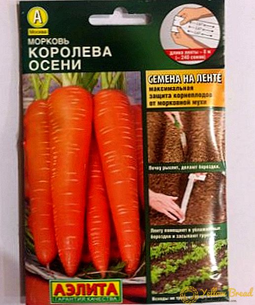 Queen of autumn: features of carrot varieties
