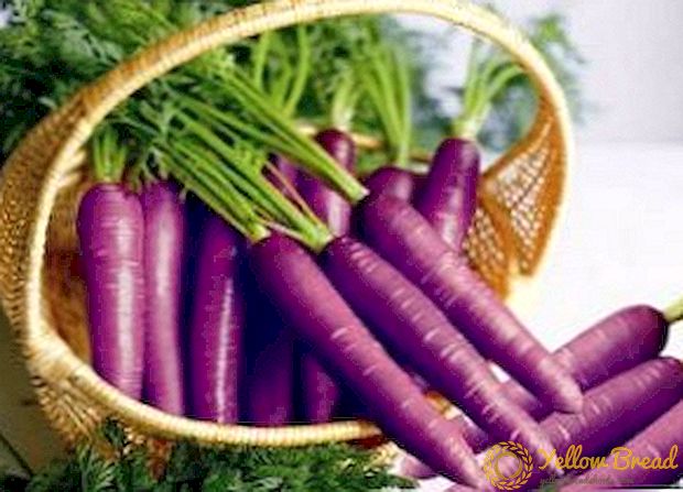 Nuttige eigenschappen van paarse wortels