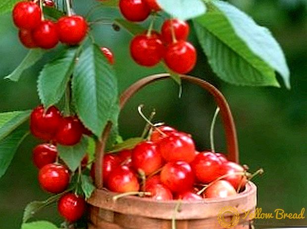 The most delicious varieties of sweet cherry