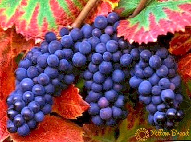 Prestasi pilihan amatir saka anggur crops: varieties EG Pavlovsky