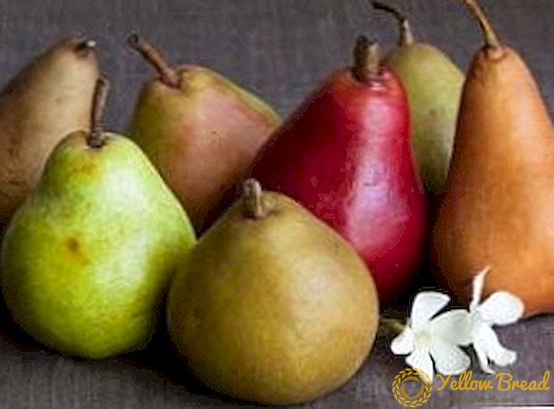 Descriptions of popular varieties of pears PHOTO