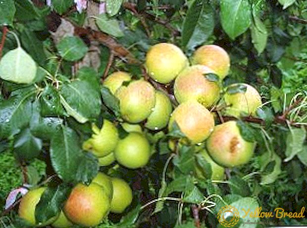 Petua teratas mengenai penjagaan dan menanam varieti pear 