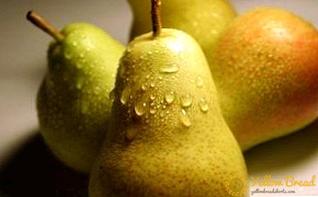 Ural pears: piliin namin ang mga varieties na angkop para sa klimatiko kondisyon