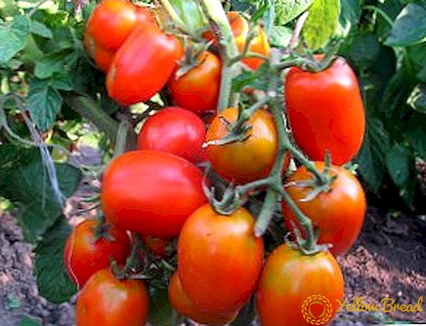 Ljus variation av sibiriskt urval: Tomater Lazy