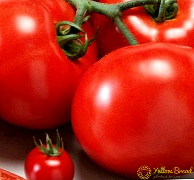成長するトマトの特徴と特徴「Red Guard」