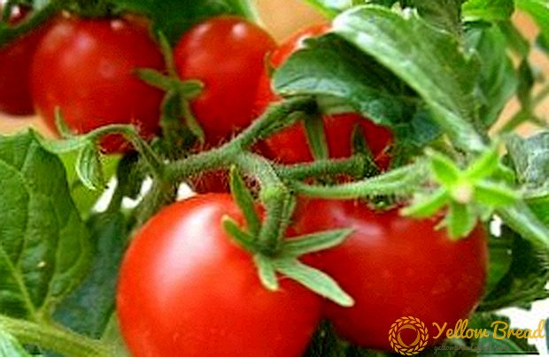 Beschikt over rassen en regels voor het kweken van tomaten 