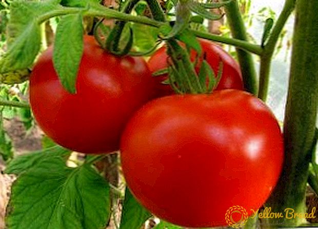 وصف وزراعة الطماطم 