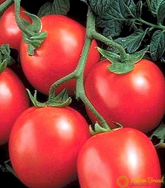 Descrición, fotos, características agrotechnology tomato Rio Grande