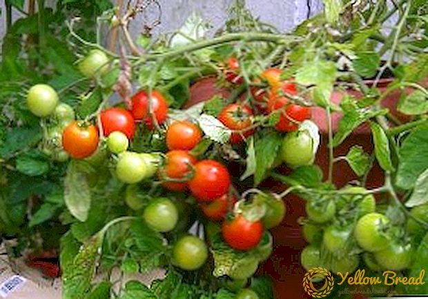 Detèminan varyete tomat Katyusha: pou rayisab nan mitan-sezon tomat