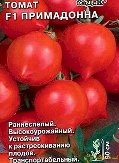 Kematangan dini dan hasil tinggi: berbagai tomat 
