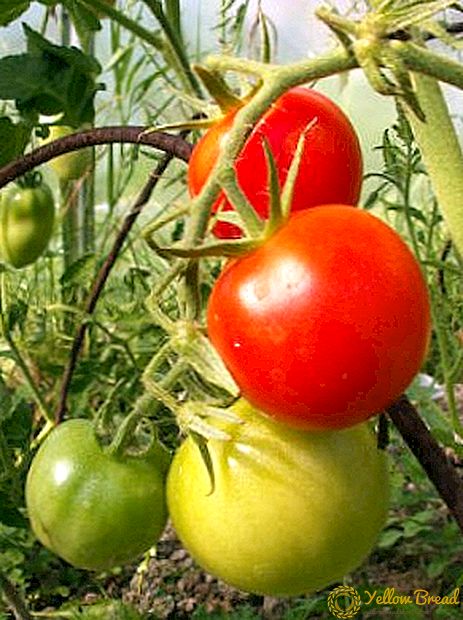 Tidlig moden tomat utvalg Samara
