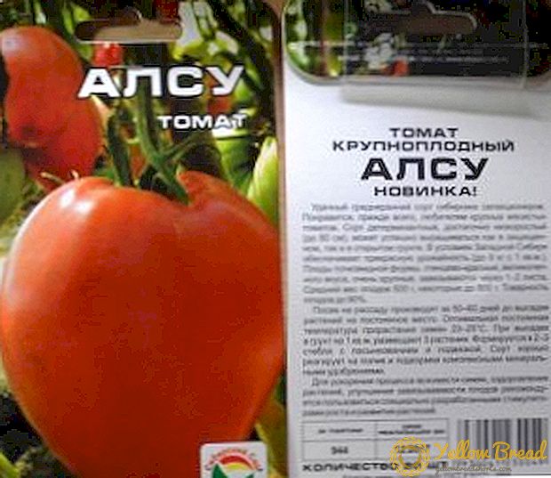Tidlig moden klasse av tomater Alsou