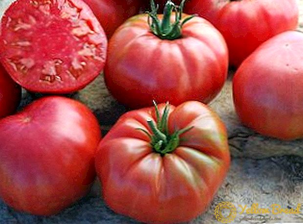 Funktioner af voksende tomater 