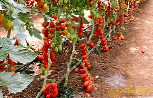 温室とオープン・グラウンドの場合：Tomato Madeira