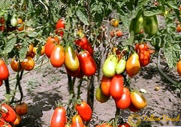 Información xeral e cultivo dunha variedade de tomates 