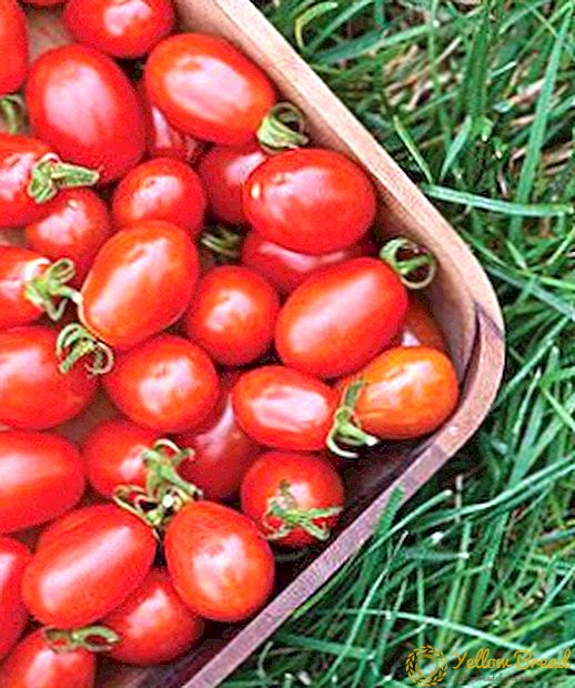 Transportasi sing apik lan dipercaya: tomat macem-macem Pink Stella