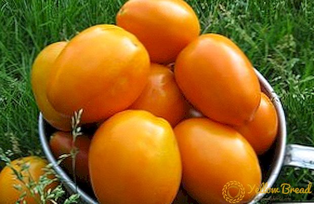 Məhsul və böyük fruktur: Bal növlü pomidor saxlanılır