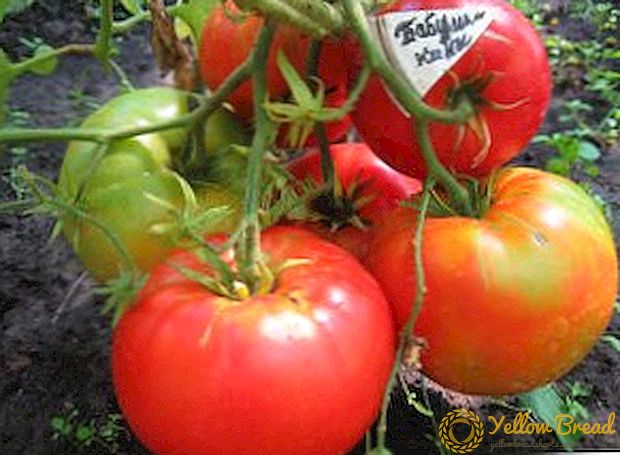 Rekòt ak gwosè: varyete tomat Babushkino