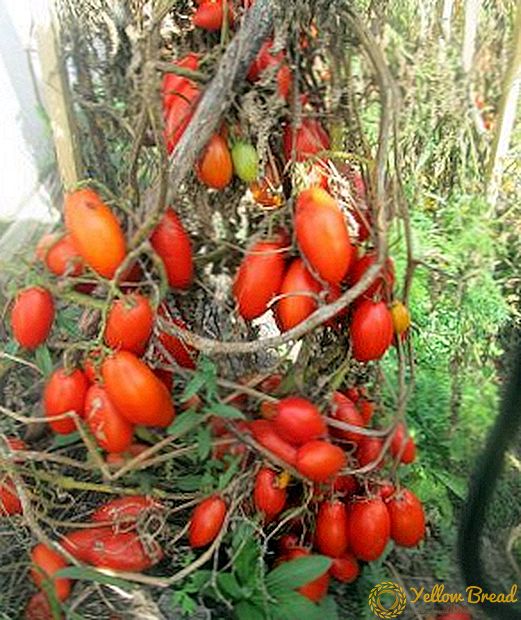 High yield and excellent appearance: tomatoes 