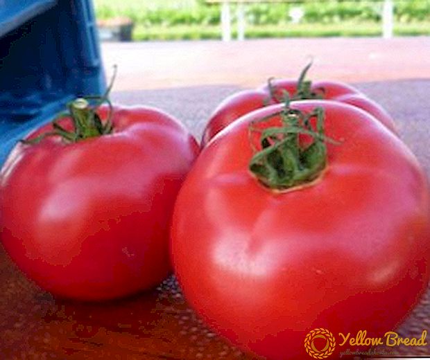 Ngasilake dhuwur lan tahan kanggo hama lan panyakit: Pink Bush tomat