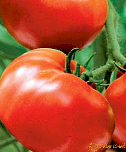 높은 수율과 조숙 한 토마토 