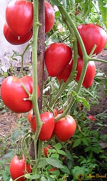 Kõrge saagikusega ja suure viljaga: tomati kasvatamise eelised 